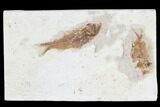 Two Cretaceous Fossil Fish (Armigatus)- Lebanon #102590-2